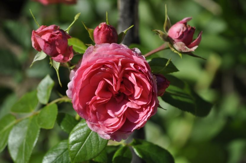 _DSC0055 - VARA 2021_2