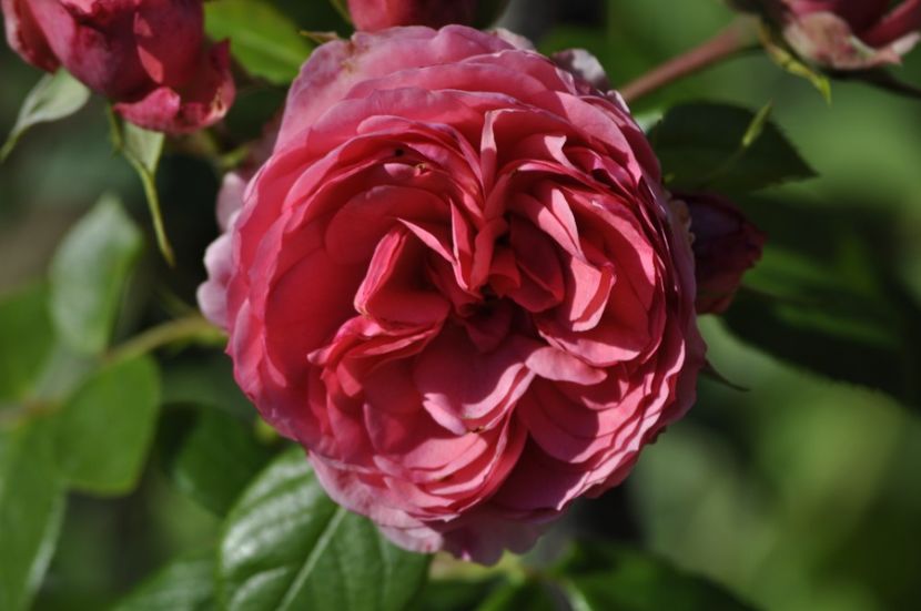 _DSC0056 - VARA 2021_2