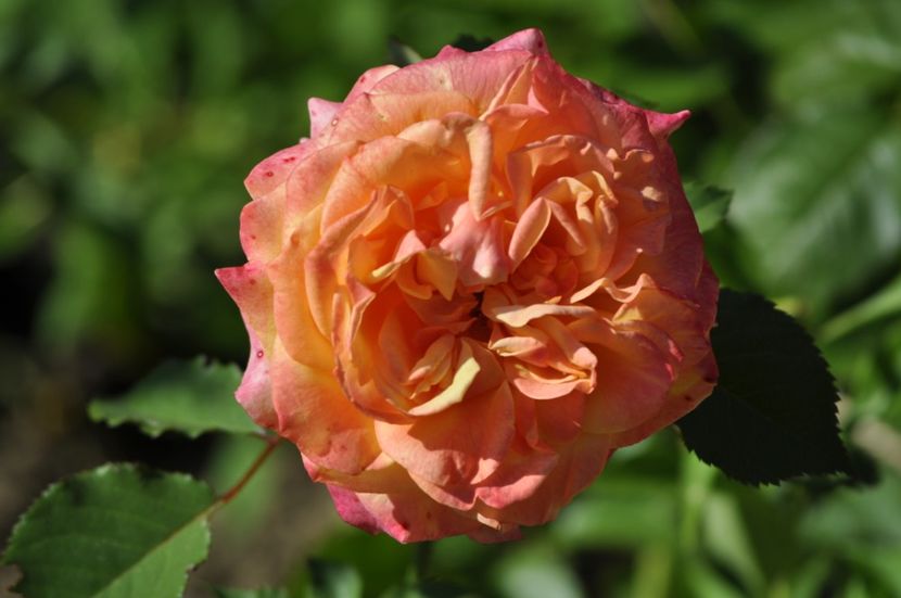 _DSC0057 - VARA 2021_2