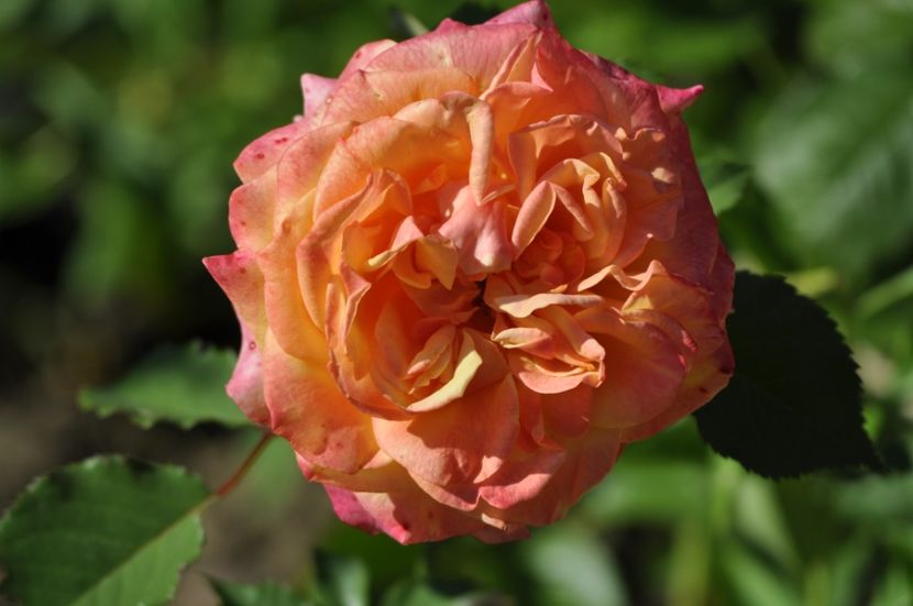 _DSC0058 - VARA 2021_2