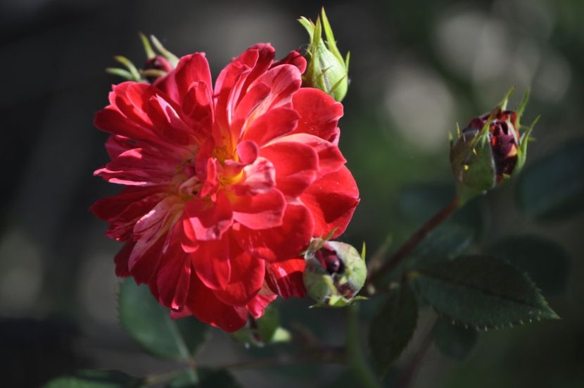 _DSC0059 - VARA 2021_2