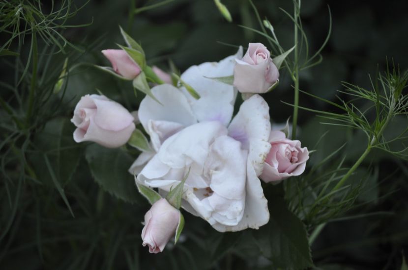 _DSC0080 - VARA 2021_2