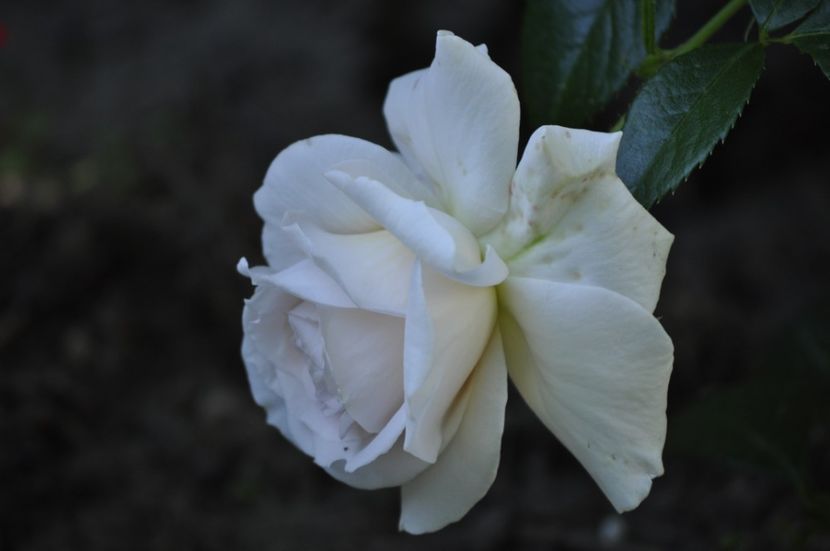_DSC0091 - VARA 2021_2