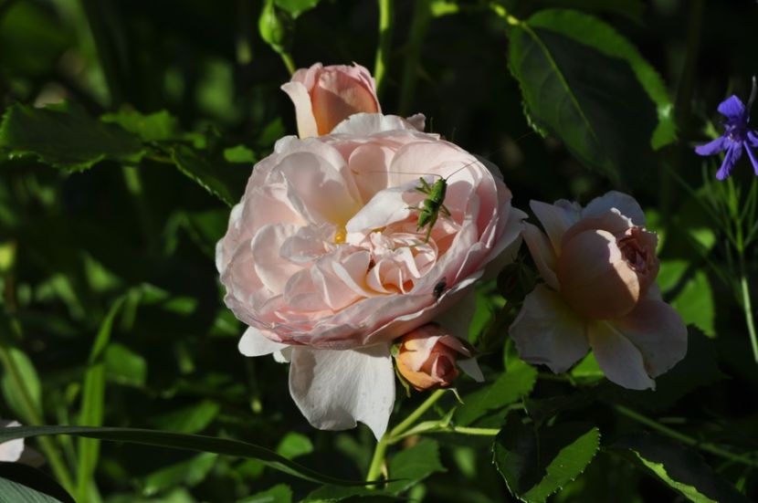 _DSC0093 - VARA 2021_2