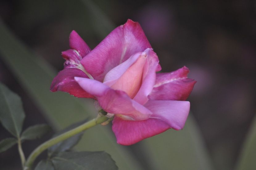_DSC0096 - VARA 2021_2
