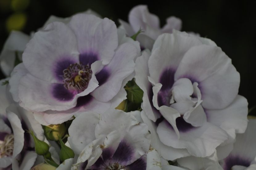 _DSC0101 - VARA 2021_2