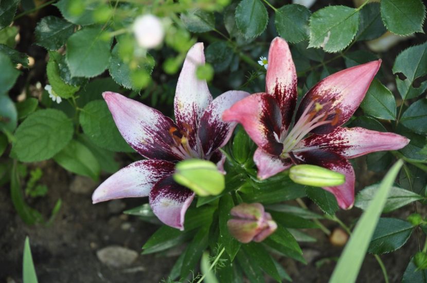 _DSC0107 - VARA 2021_2