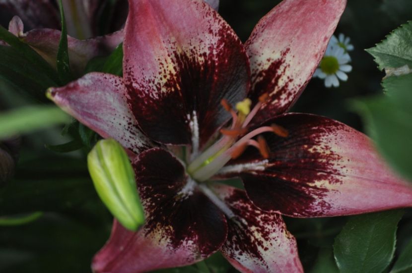 _DSC0108 - VARA 2021_2