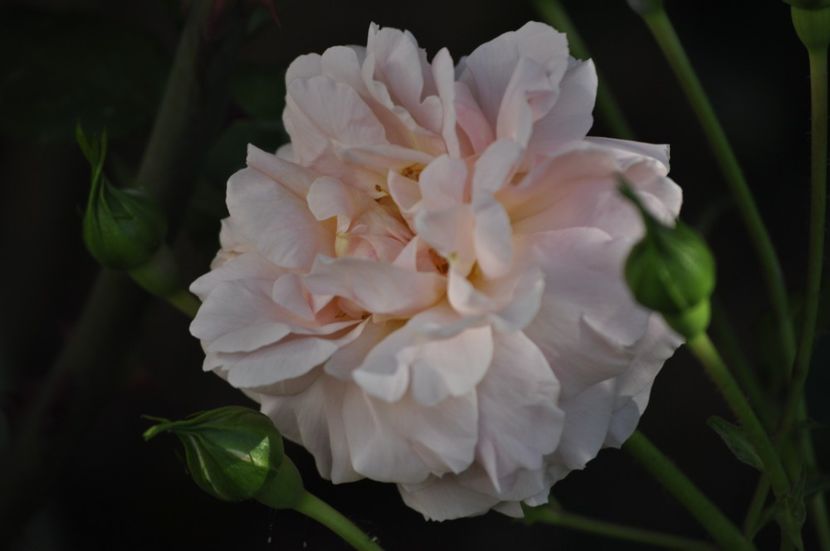 _DSC0115 - VARA 2021_2