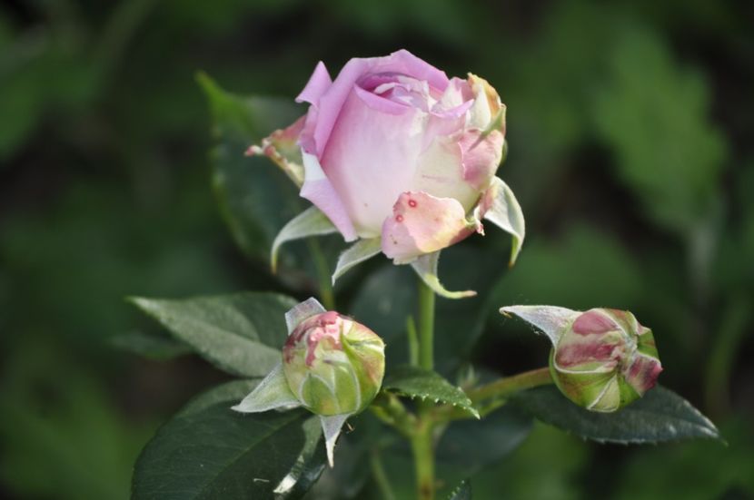 _DSC0118 - VARA 2021_2