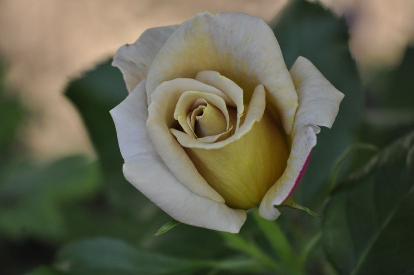 _DSC0122 - VARA 2021_2