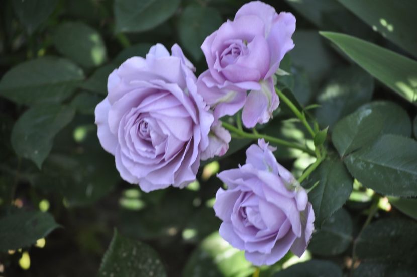 _DSC0127 - VARA 2021_2