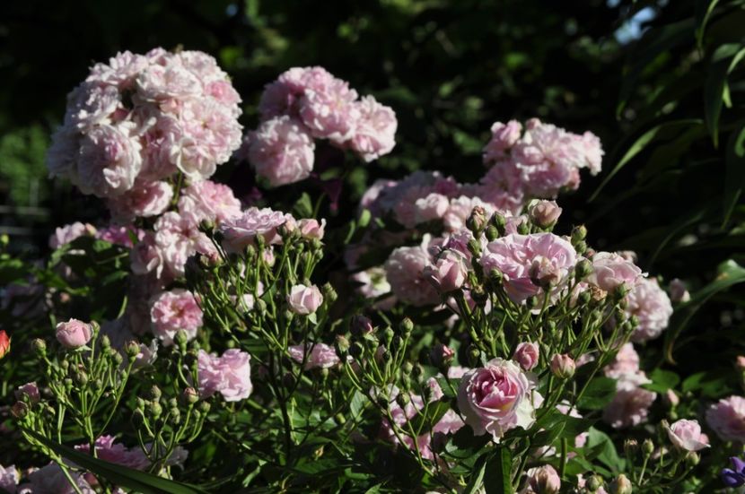 _DSC0130 - VARA 2021_2