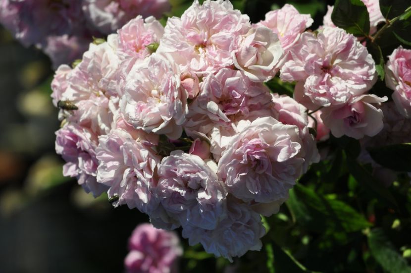 _DSC0131 - VARA 2021_2