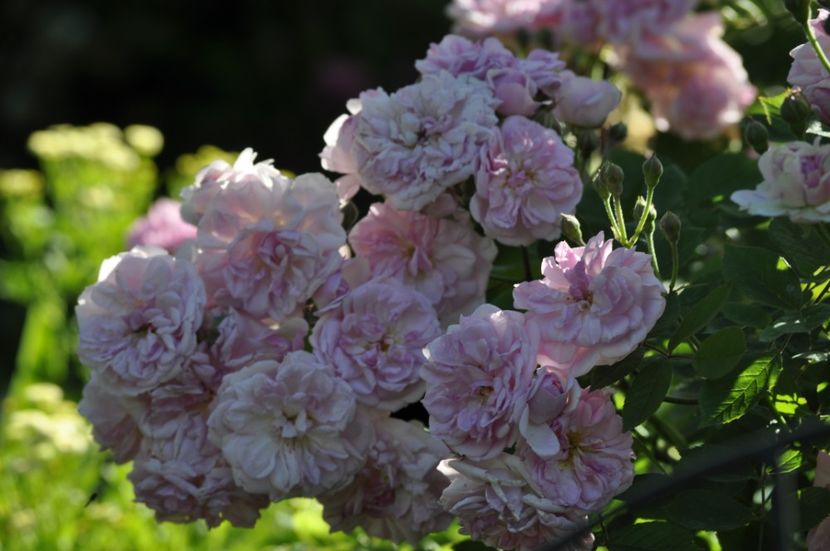 _DSC0132 - VARA 2021_2