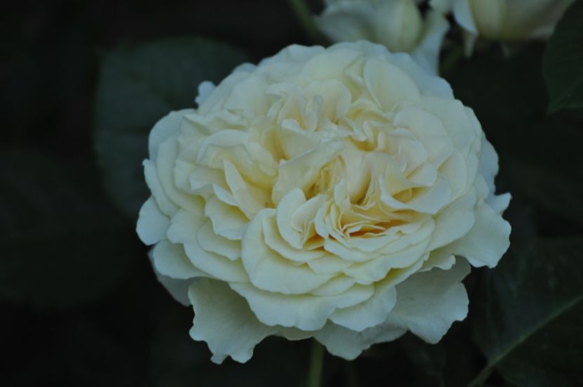 _DSC0134 - VARA 2021_2