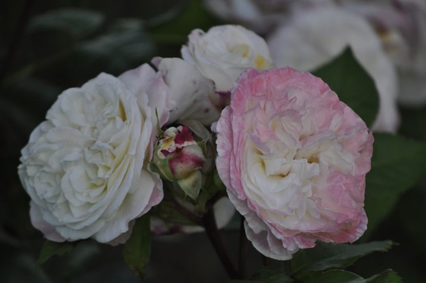 _DSC0135 - VARA 2021_2