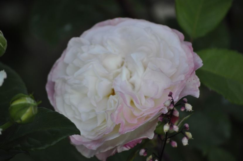 _DSC0136 - VARA 2021_2