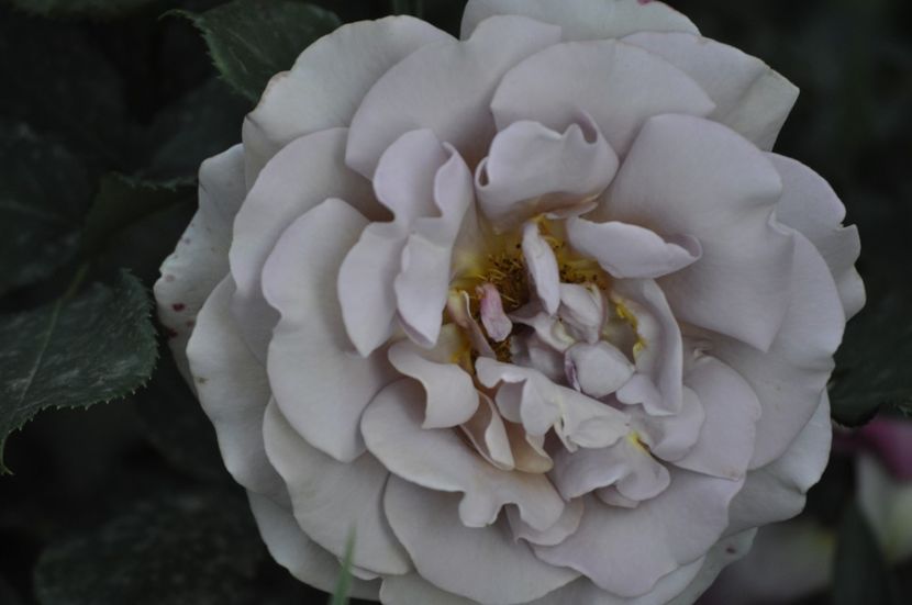 _DSC0142 - VARA 2021_2