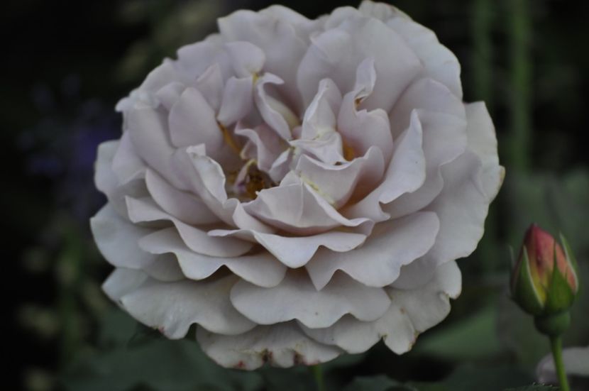 _DSC0143 - VARA 2021_2