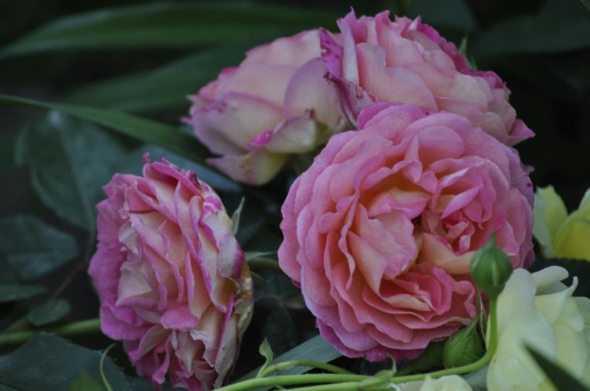 _DSC0144 - VARA 2021_2