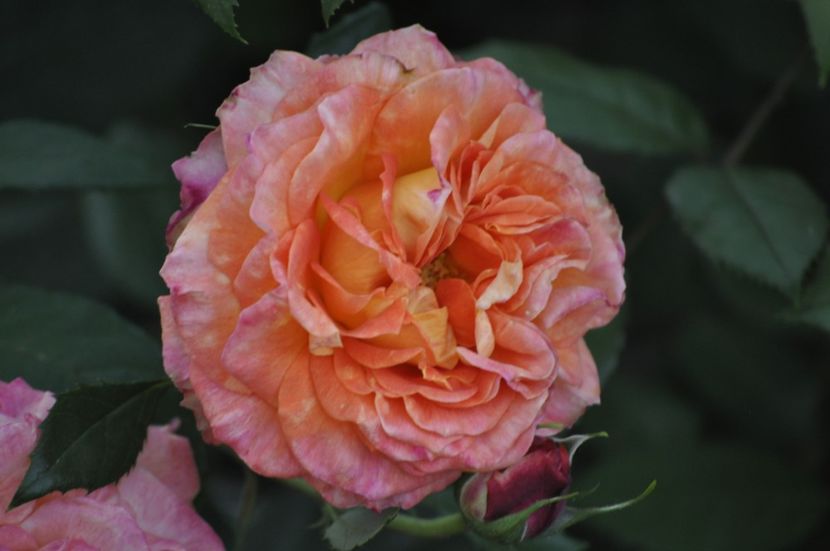 _DSC0146 - VARA 2021_2