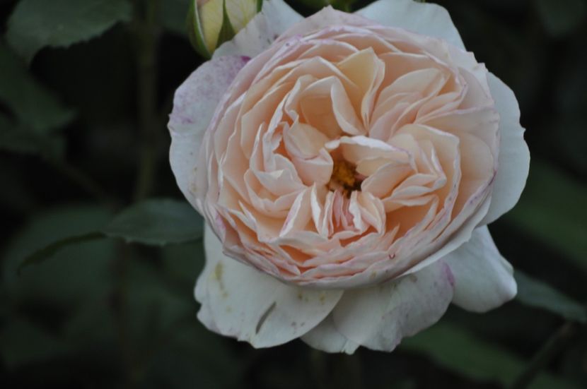 _DSC0151 - VARA 2021_2