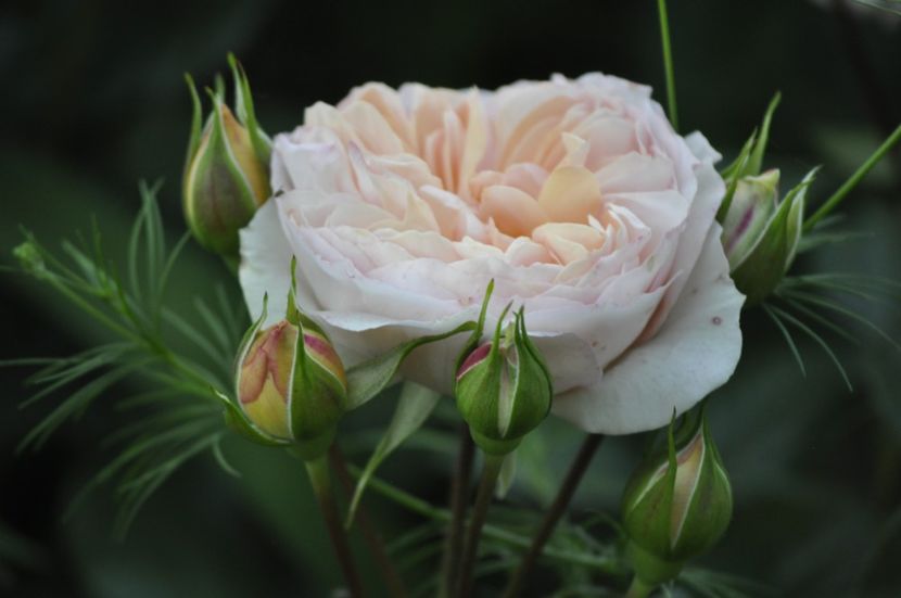 _DSC0152 - VARA 2021_2