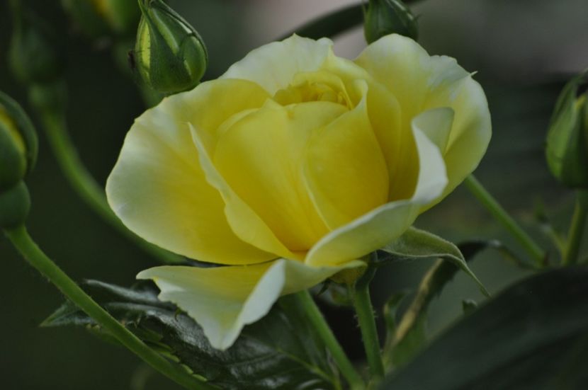 _DSC0154 - VARA 2021_2