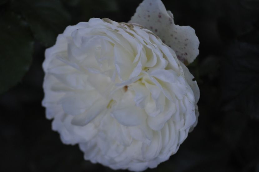 _DSC0156 - VARA 2021_2