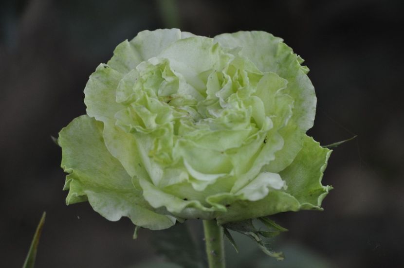 _DSC0159 - VARA 2021_2