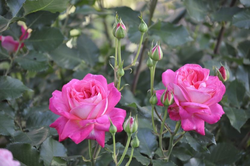 _DSC0162 - VARA 2021_2