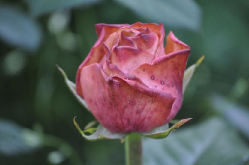 _DSC0166 - VARA 2021_2