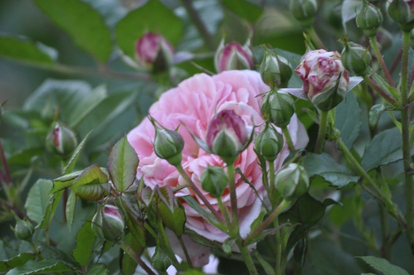 _DSC0171 - VARA 2021_2