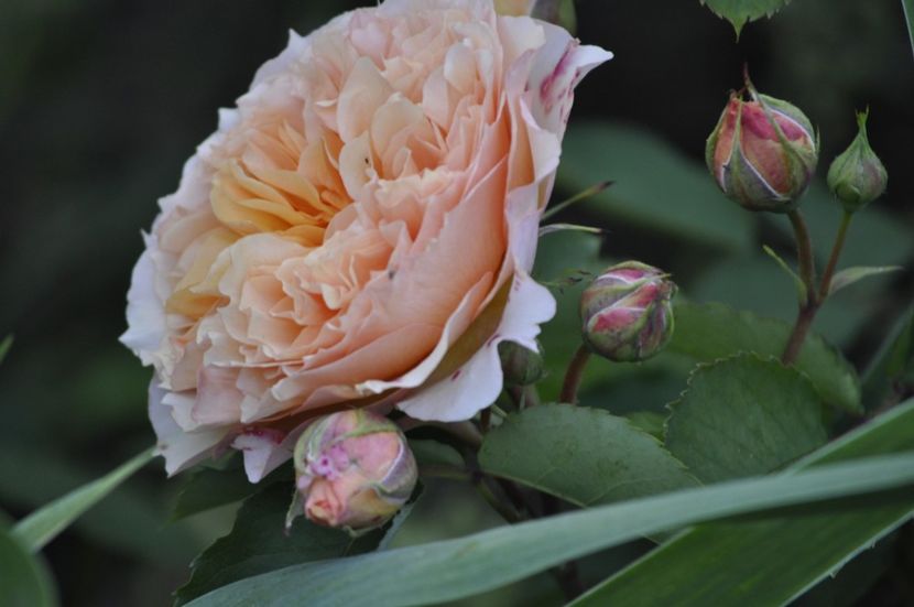 _DSC0172 - VARA 2021_2