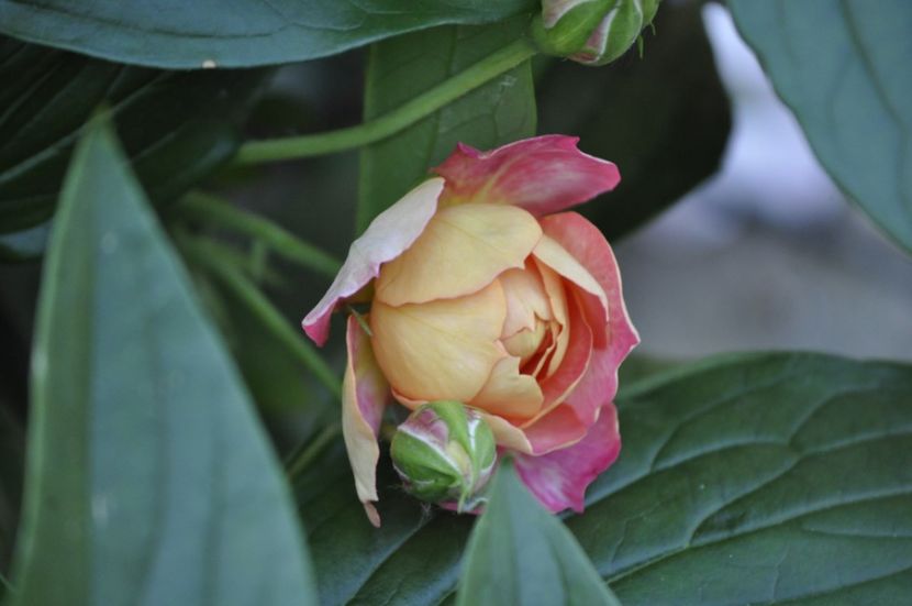 _DSC0176 - VARA 2021_2