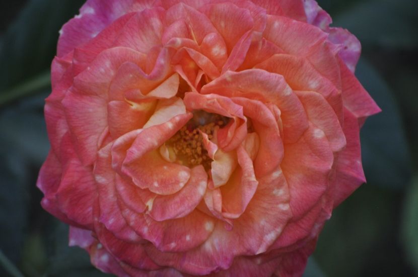 _DSC0178 - VARA 2021_2