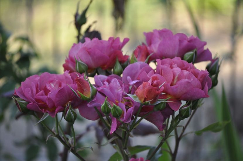 _DSC0180 - VARA 2021_2