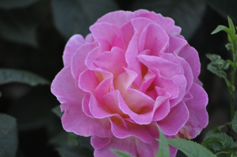 _DSC0183 - VARA 2021_2