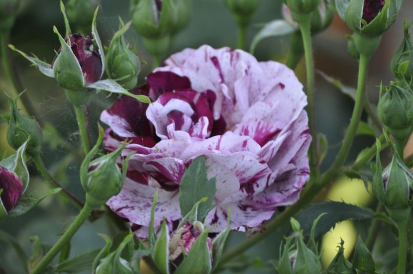 _DSC0187 - VARA 2021_2