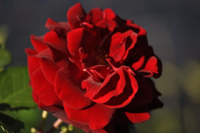 _DSC0192 - VARA 2021_2