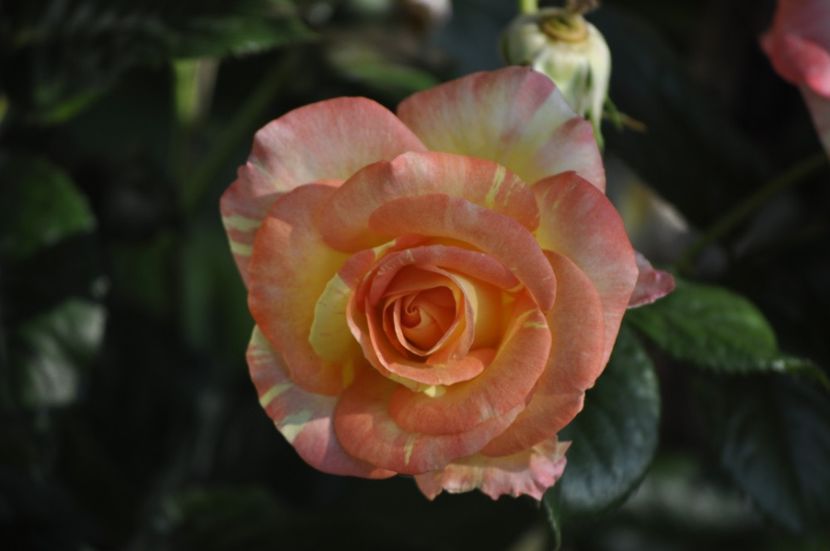 _DSC0195 - VARA 2021_2