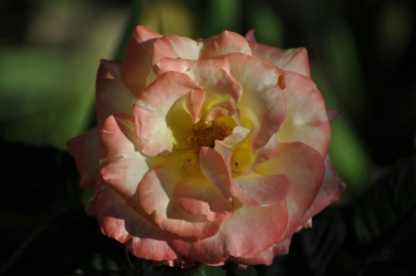 _DSC0196 - VARA 2021_2