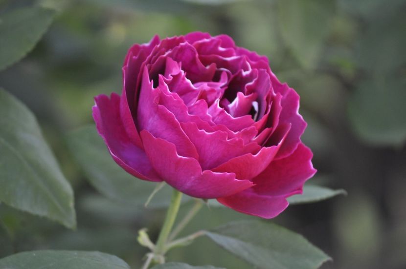 _DSC0197 - VARA 2021_2