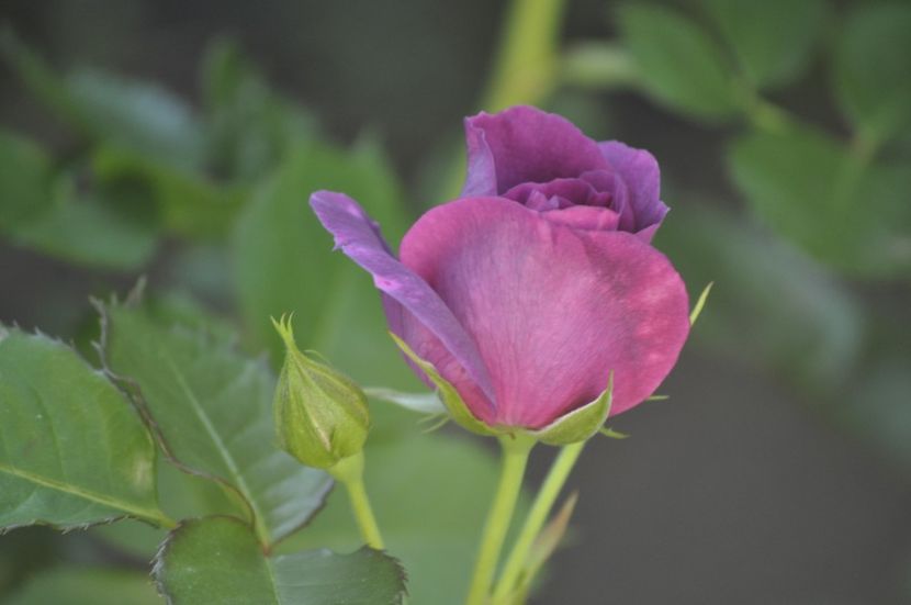 _DSC0199 - VARA 2021_2