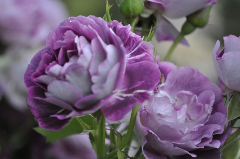 _DSC0202 - VARA 2021_2