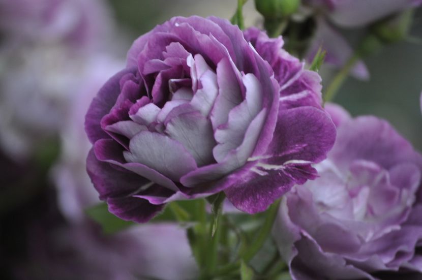 _DSC0203 - VARA 2021_2