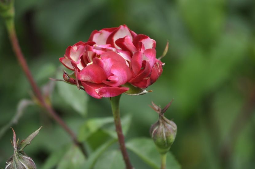 _DSC0002 - VARA 2021_2