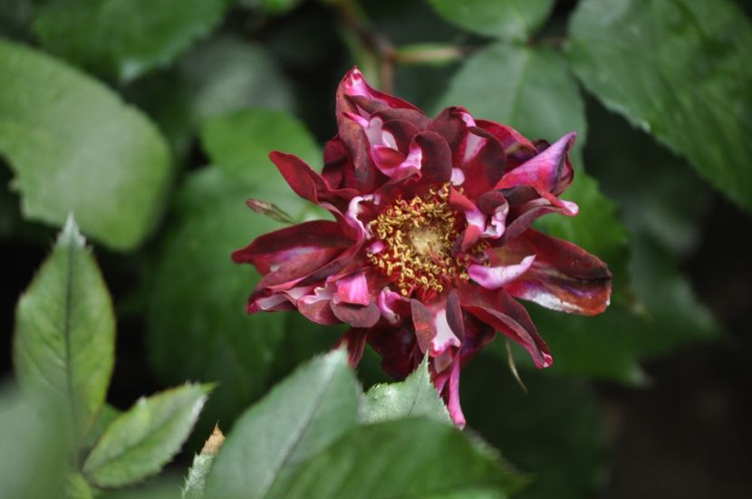 _DSC0003 - VARA 2021_2