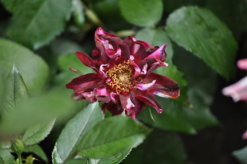 _DSC0004 - VARA 2021_2